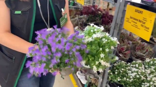 ОБЗОР КОМНАТНЫХ И СРЕЗАННЫХ ЦВЕТОВ В ГРИНВИЛЛЬ! смотреть онлайн