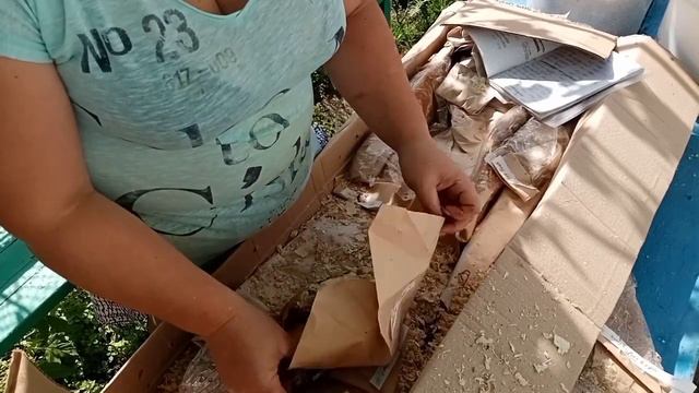 💥Смотреть до конца💥распаковка посылки из питомника "София росток Дон" смотреть онлайн