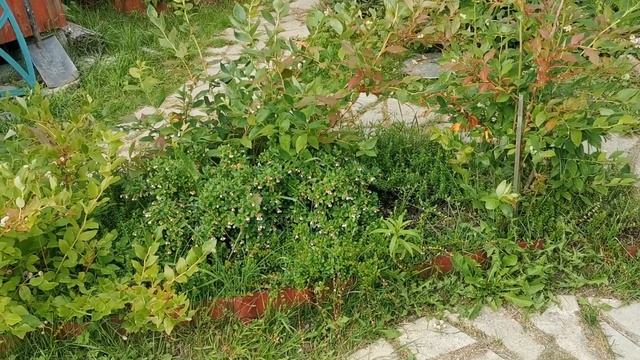 ГОЛУБИКА САДОВАЯ, ПЛОДОНОШЕНИЕ. смотреть онлайн