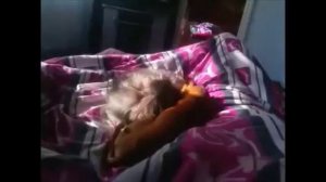 Самые жестокие собачьи бои.