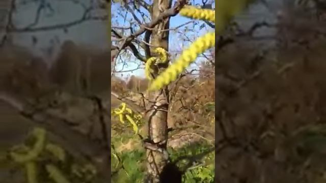 Цветет ольха