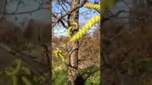 Цветет ольха