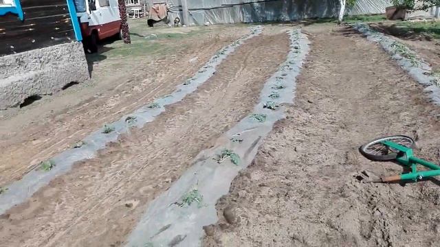 Супер способ посадки арбузов под пленку ! Лучший Вариант смотреть онлайн