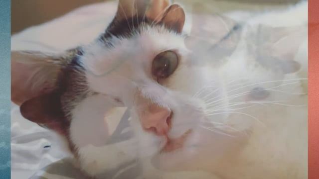 У него четыре уха и один глаз, он назван в честь Франкенштейна, но характером он добряк и милаха! смотреть онлайн