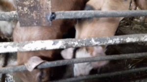 Ниппельные поилки для свиней. Два варианта установки.