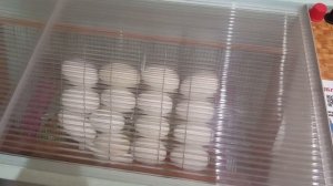 Инкубация гусиных яиц в инкубаторе БЛИЦ НОРМА 72 АВТОМАТ