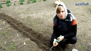 Как посадить декоративный подсолнух дома Сеем декоративный подсолнух Подсолнечник для дачи