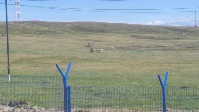 Жители тундры Крайний север смотреть онлайн