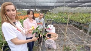 Цветение каттлей - все секреты