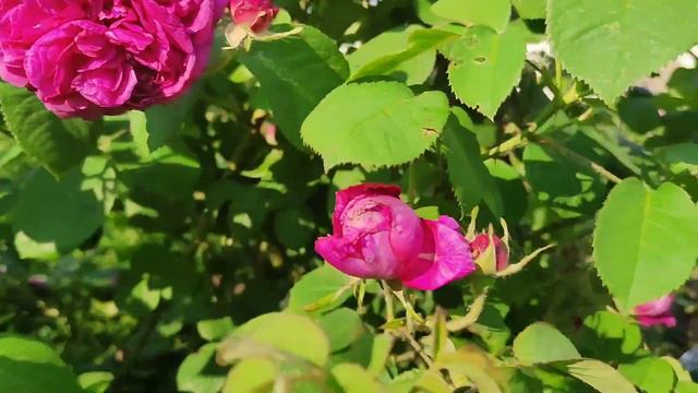 Ждём энтузиастов на субботник в Раевский сад!