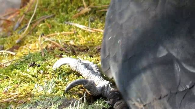 Дятел долбит щепки летят, Желна ищет короедов смотреть онлайн