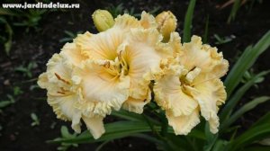 Цветение сортового лилейника GREAT WHITE DOVE в саду www.jardindelux.ru