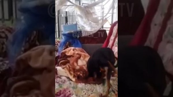 Настоящий ХОХОЛ.