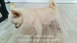 Кашель у собаки. Dog cough.