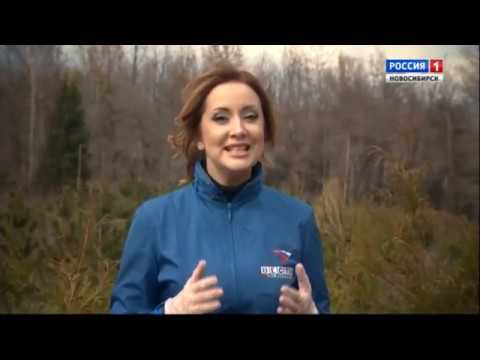 Туя западная. Шубина Людмила Николаевна. Сад Шубиной. смотреть онлайн