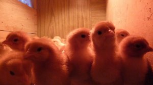 Цыплята Хай Лайн Браун // Жизнь в деревне