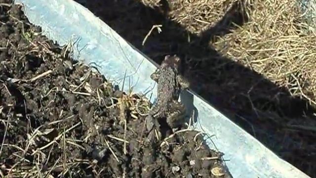 кто там?царевна лягушка смотреть онлайн