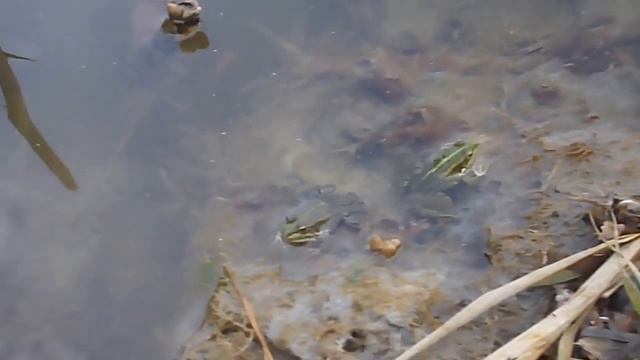 лягушка-царевна смотреть онлайн