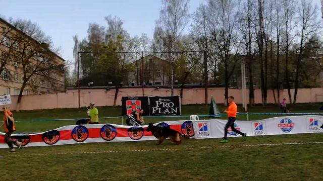 Смоленск ПК 30.04.18г питомник Баларис дш и стандарт смотреть онлайн