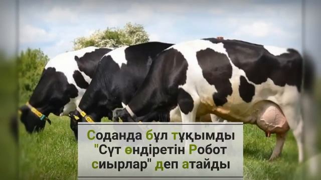 Голштино - фриз тұкымына қысқаша мағлұмат смотреть онлайн