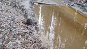 Покатушки по лесу на ЛУАЗ 969м