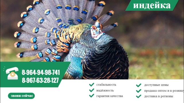 Продажа инкубационного яйца с/х птицы