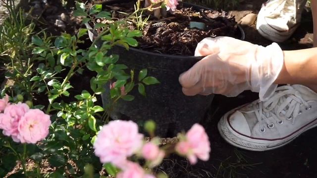 ปลูกดอกไฮเดรนเยีย Hydrangea Paniculata Magical Vesuvio