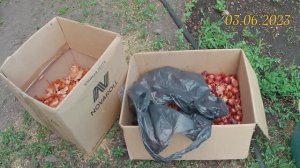 Семейный лук. Когда садить лук в открытый грунт весной или летом. Посадка семейного лука в 2023г.