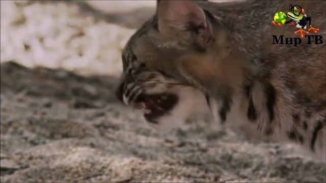 ЯЩЕРИЦА МОЛОХ В ДЕЛЕ! Почему его прозвище колючий дьявол? Необычная ящерица против змеи и рыси... смотреть онлайн
