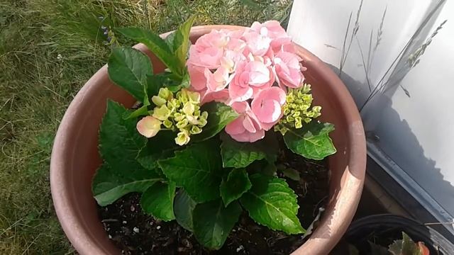 Hydrangea pink sensation смотреть онлайн