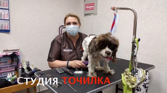 ОТЗЫВ ГРУМЕРА О ЗАТОЧКЕ НОЖЕЙ И НОЖНИЦ (МАРИЯ). смотреть онлайн