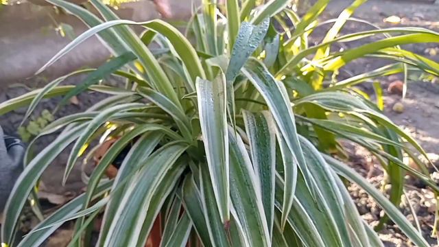 Огород ,,проведали