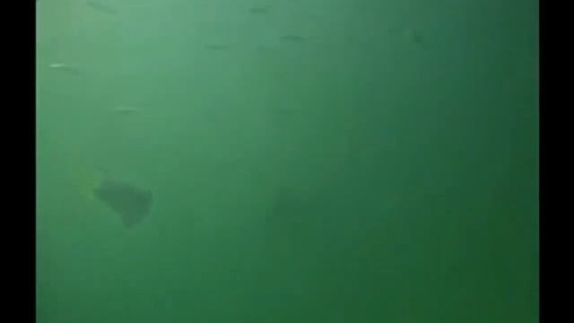 Русалки Каспия - рунаншах смотреть онлайн