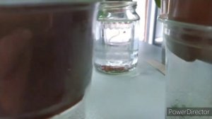 СКРУЧИВАЮТСЯ ЛИСТЬЯ У ГЛОКСИНИИ,ПРИЧИНЫ