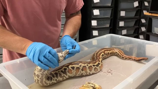 An important (and *GRAPHIC*) video about snake impaction. смотреть онлайн