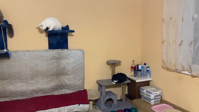 Кое что своими руками или как сделать игровую для котов без вложений)/ Something with your own hand смотреть онлайн