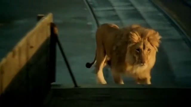 Ремонтный Камертон