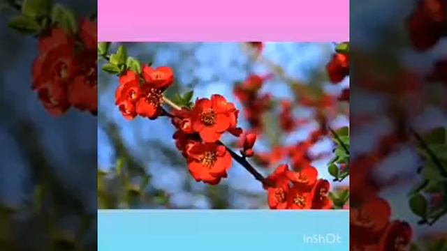 @Novavi is a clip. 🏵️🏵️🏵️ смотреть онлайн