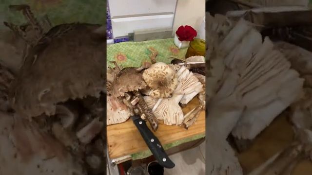 Грибы 2021 смотреть онлайн