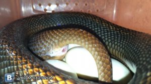 Змея откладывает яйца. Snake laying eggs