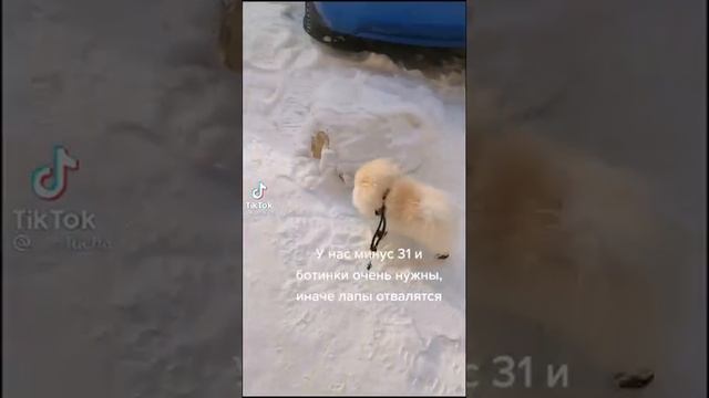 Собака с понтами смотреть онлайн