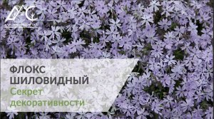 Флокс шиловидный: секрет декоративности