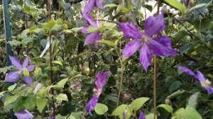 знакомство с клематисом тай дай