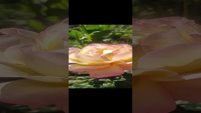 РОЗА ГЛОРИЯ 15 ОКТЯБРЯ 2022 КРЫМ смотреть онлайн