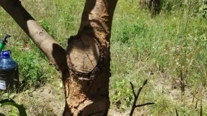 Черный рак яблони. Реанимация.