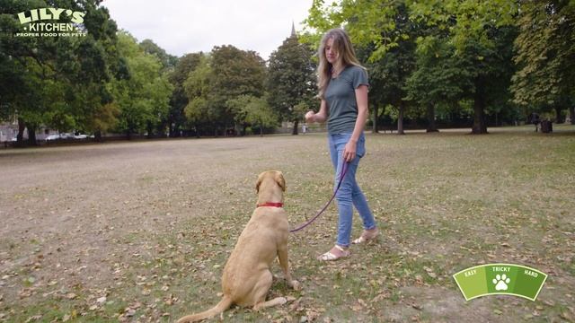 Ludo learns to “Sit & Wait” in the park with a dog training game | Game Time | Lily's Kitchen смотреть онлайн