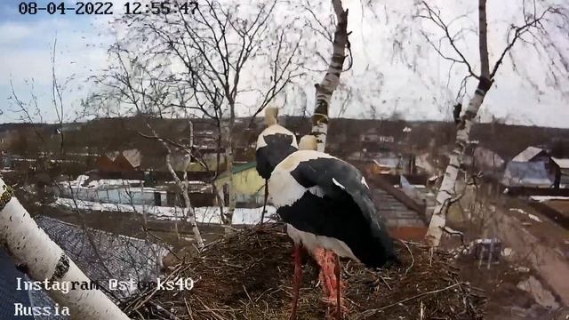 Вот и встретились наши аисты. 8 апреля 2022 смотреть онлайн