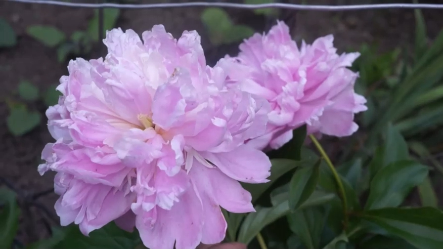 Пионы смотреть онлайн