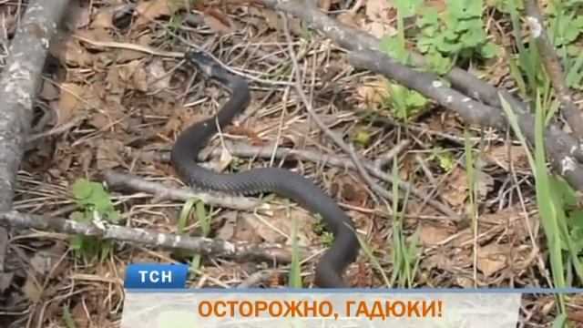 В Пермском крае проснулись ядовитые гадюки смотреть онлайн