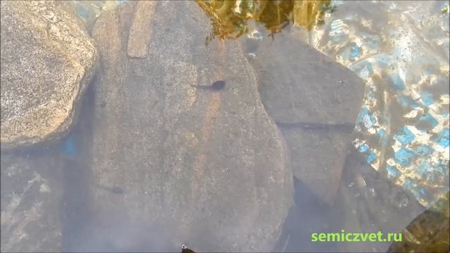 ?♀️? Откуда берутся лягушки. От Икринки до Лягушки смотреть онлайн